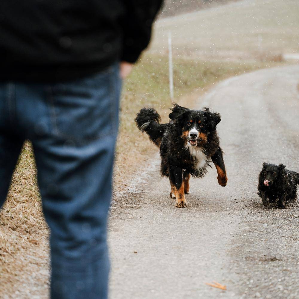 Hundetraining für einen entspannten Alltag mit dem Hund