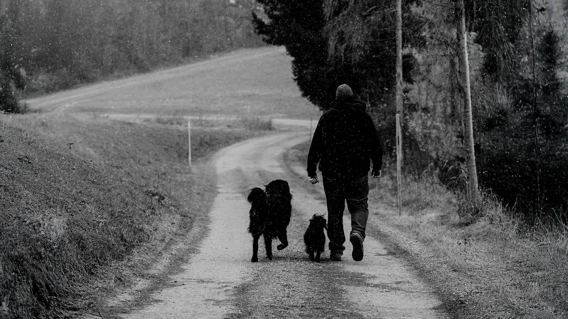 Charlys Hundetraining | Termin buchen