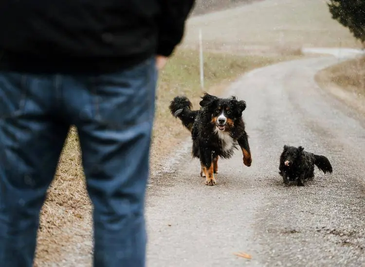 Hundetraining für einen entspannten Alltag mit dem Hund