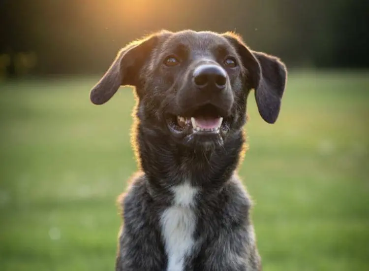 Pflegehund Bibi | Charlys Hundetraining