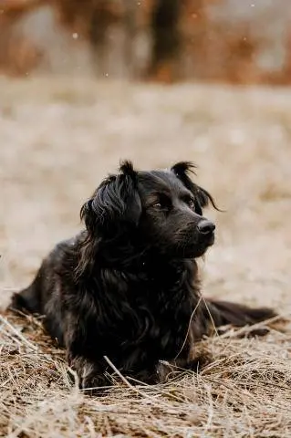 Charlys Hundetraining | Mia