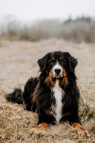 Charlys Hundetraining | Charley